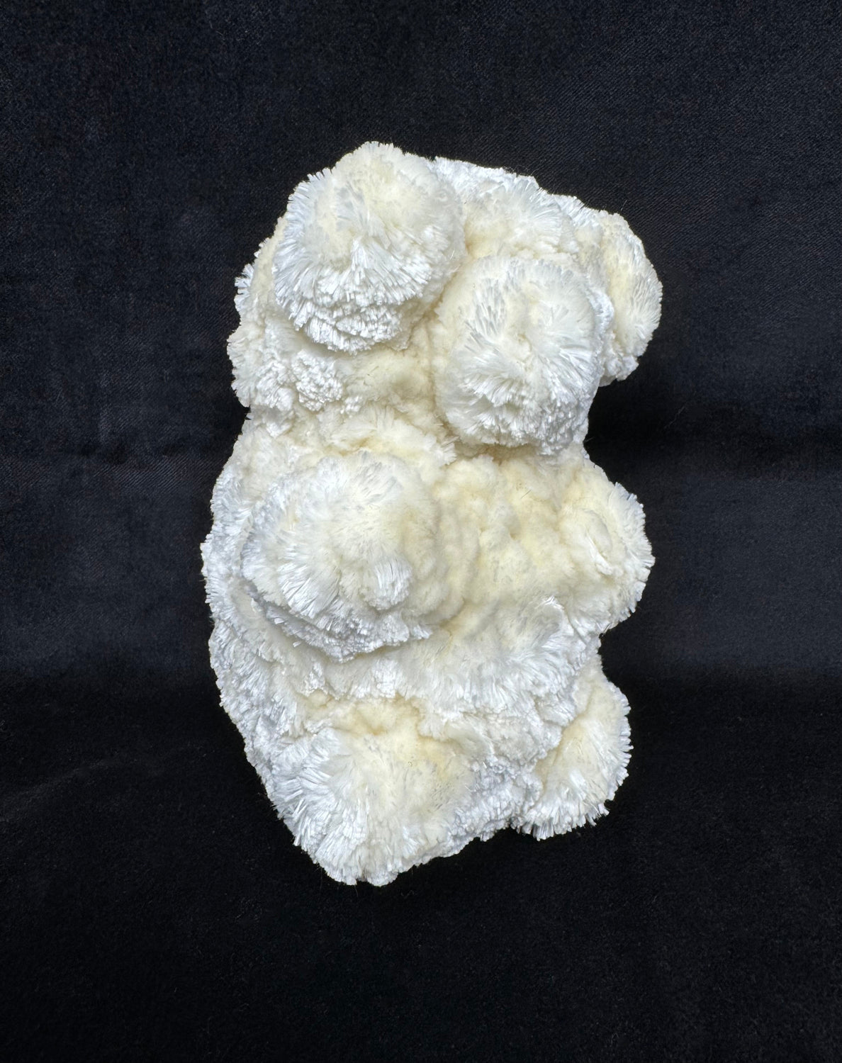 White Gummy Bear (F1068)